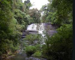The park is known for its indigenous native species of plants called Cativo. It grows up to a height of 50 meters and is found only in Colombia, Jamai
